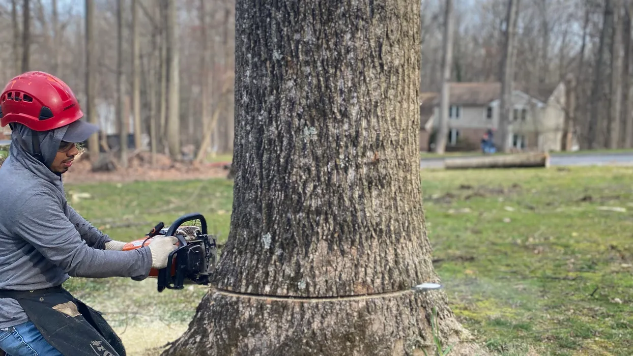 Tree Removal